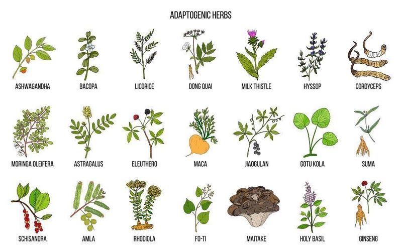 plantas adaptógenas